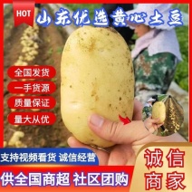 【山东土豆】山东肥城土豆荷兰十五供应，可视频看货实地考察