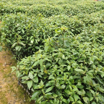 香樟：基地直供，规格齐全，量大从优，欢迎电话订购