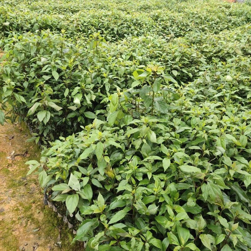 香樟：基地直供，规格齐全，量大从优，欢迎电话订购