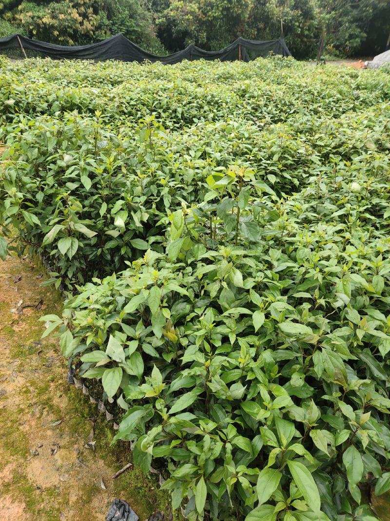 香樟：基地直供，规格齐全，量大从优，欢迎电话订购