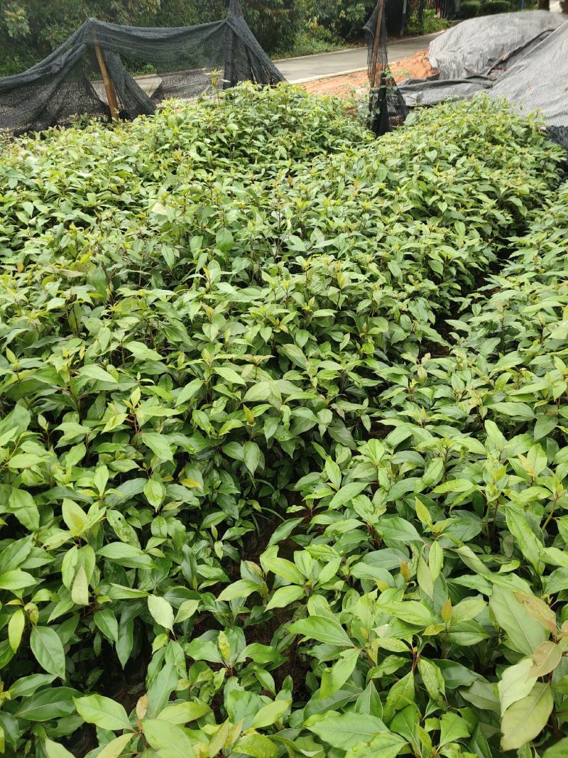 香樟：基地直供，规格齐全，量大从优，欢迎电话订购
