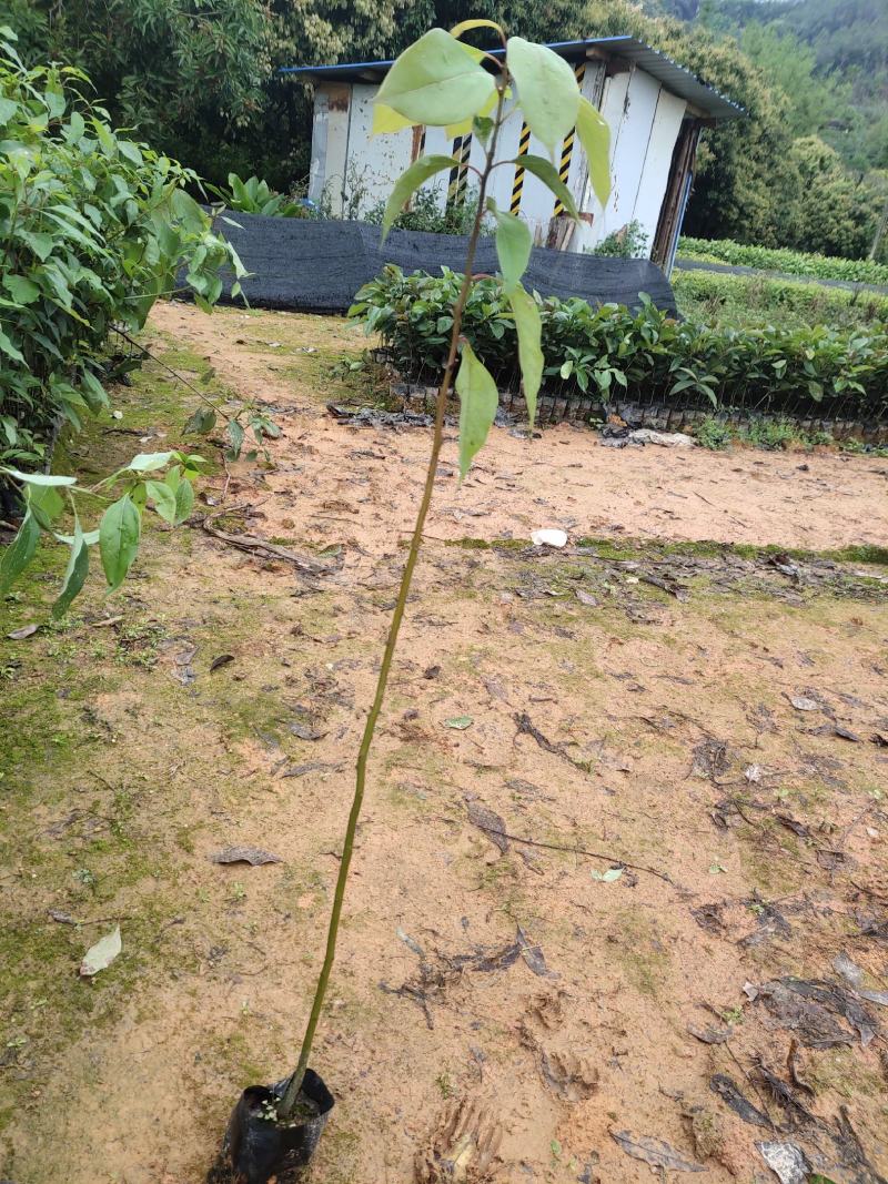 香樟：基地直供，规格齐全，量大从优，欢迎电话订购