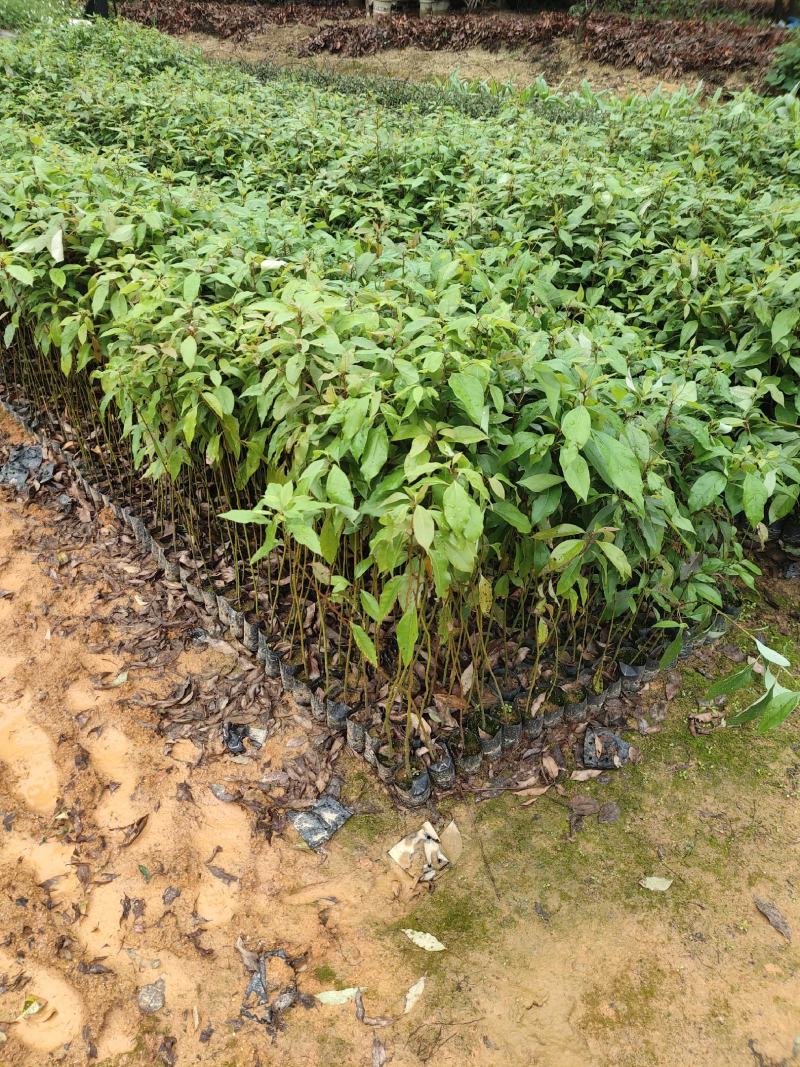 香樟：基地直供，规格齐全，量大从优，欢迎电话订购