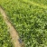 台湾大叶相思，小叶相思，基地直供，规格齐全，量大从优，欢