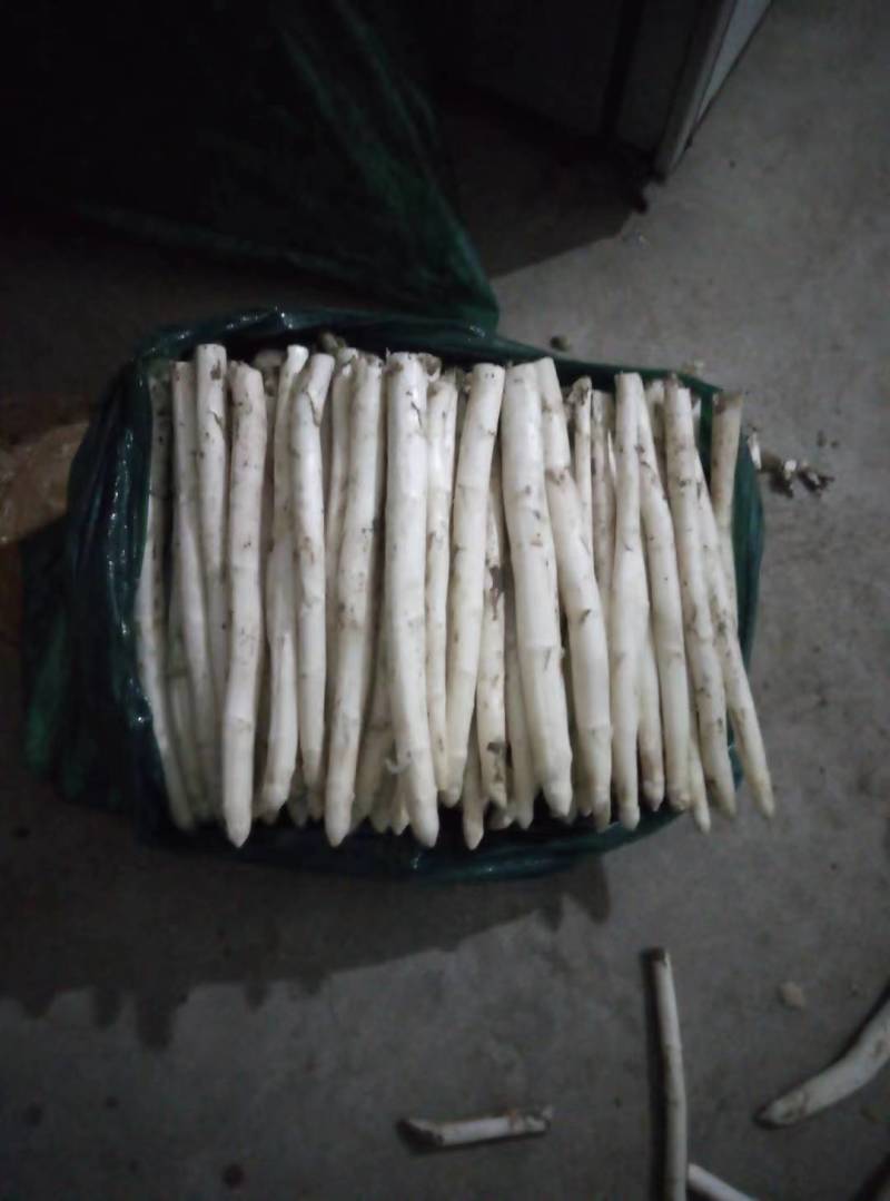 芦笋苗根粗苗壮抗病性强成活率高适宜四季栽培