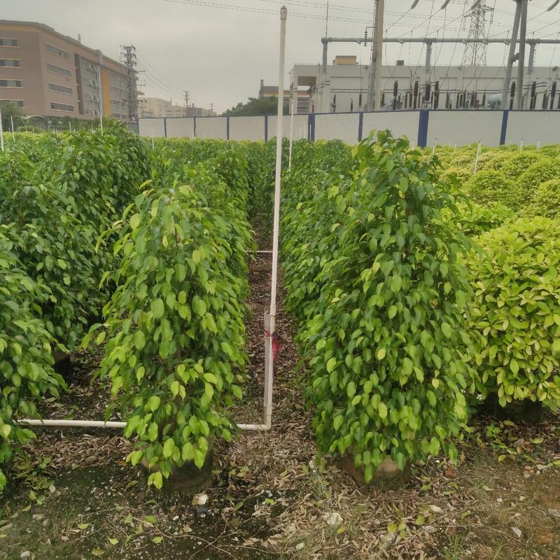 2304基地供应垂叶榕1-1.5米高美植袋苗绿篱植