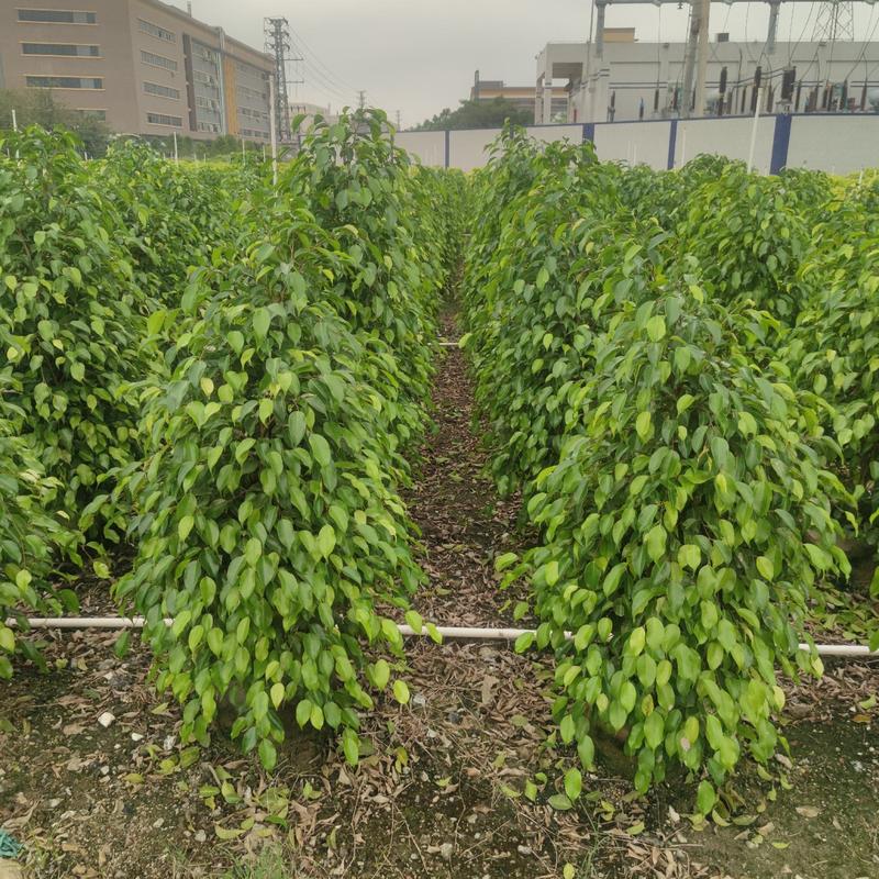 2304基地供应垂叶榕1-1.5米高美植袋苗绿篱植