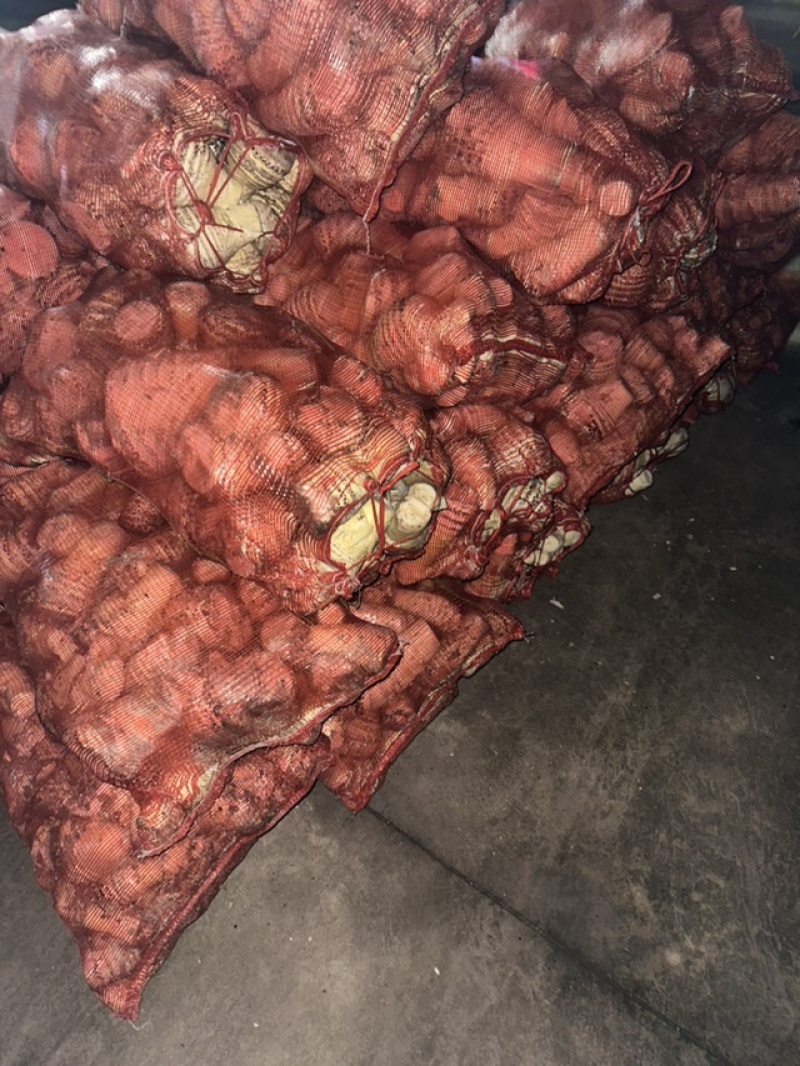 大量供应新鲜下山肉笋，剥壳笋，笋肉全国整车发货