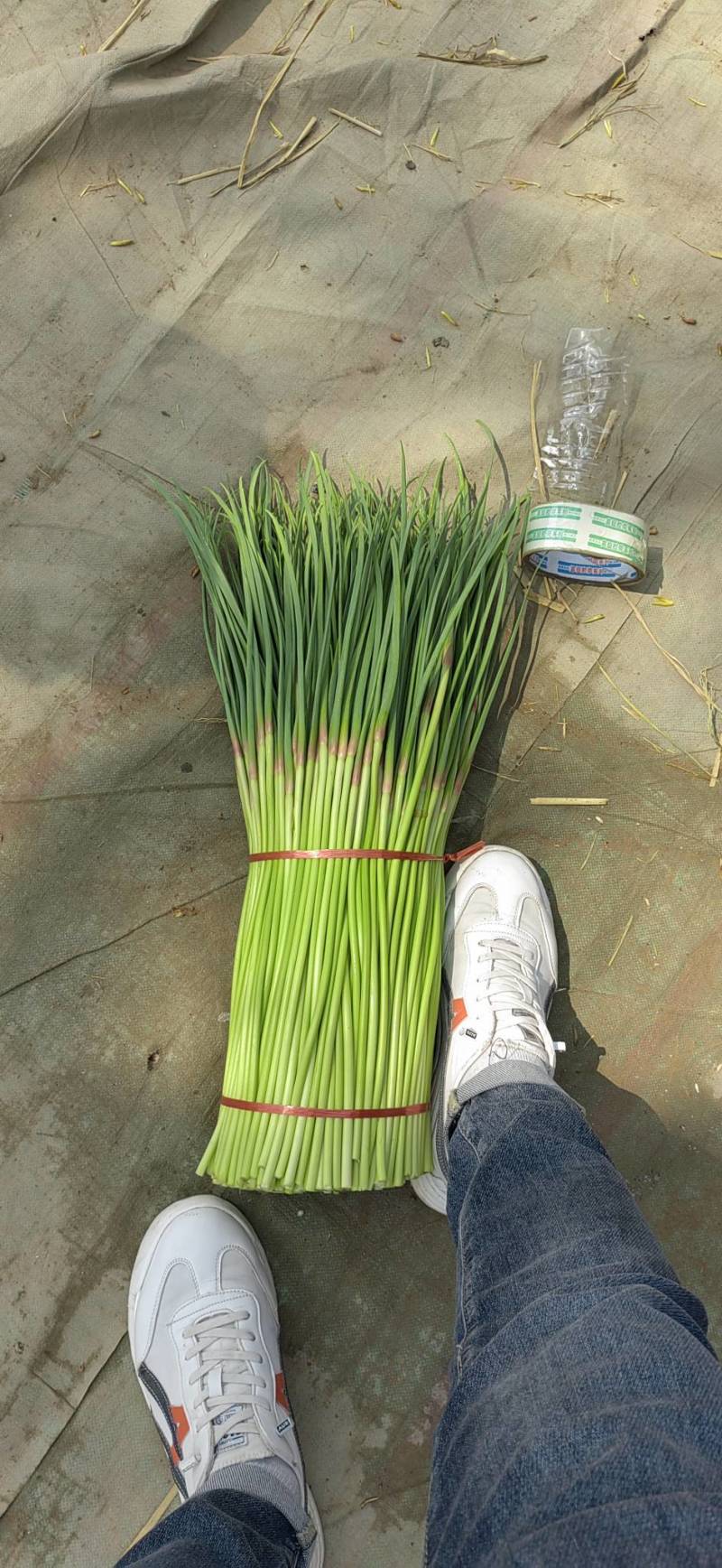 中牟县红帽蒜苔实力代收，供货电商，超市，各大批发市场