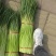 中牟县红帽蒜苔实力代收，供货电商，超市，各大批发市场