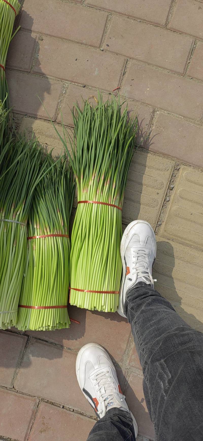 中牟县红帽蒜苔实力代收，供货电商，超市，各大批发市场