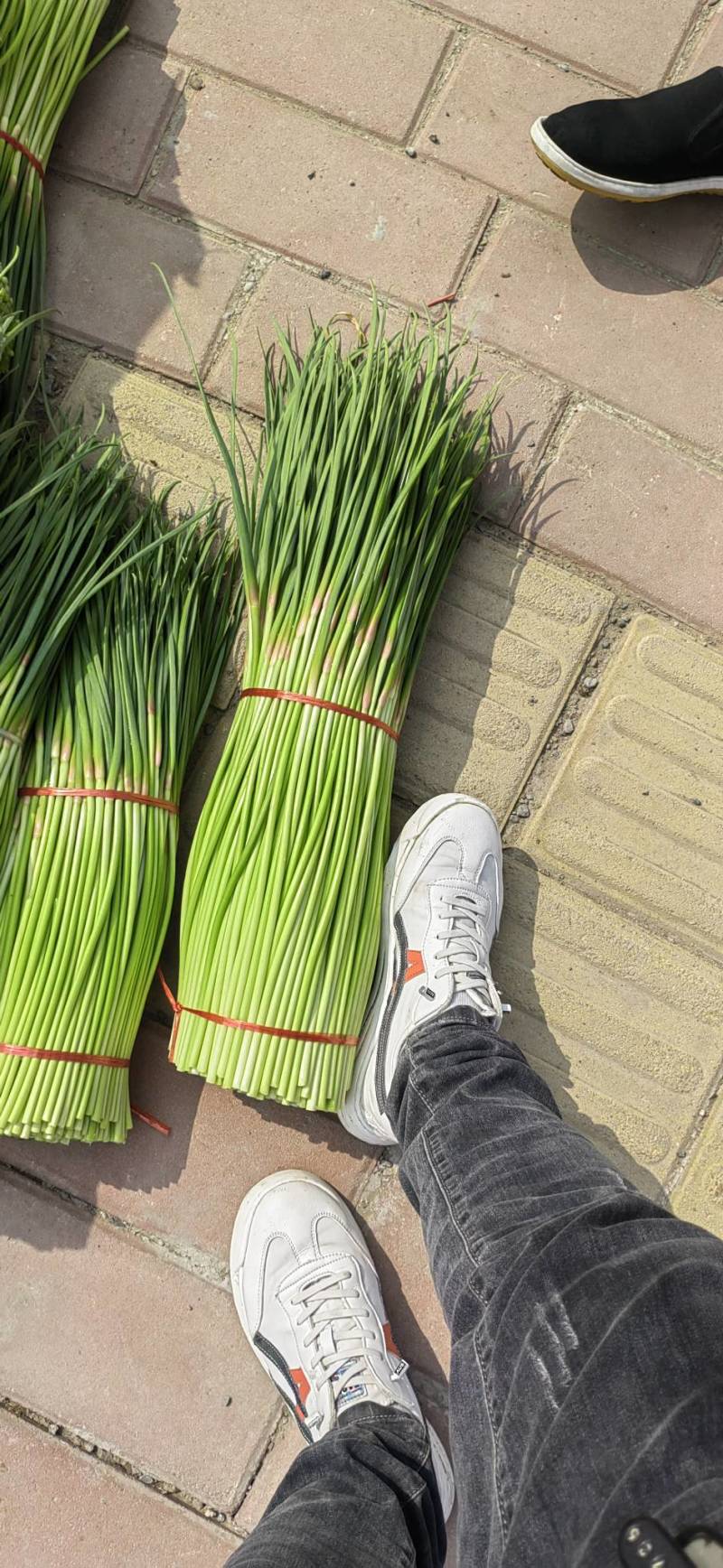 中牟县红帽蒜苔实力代收，供货电商，超市，各大批发市场