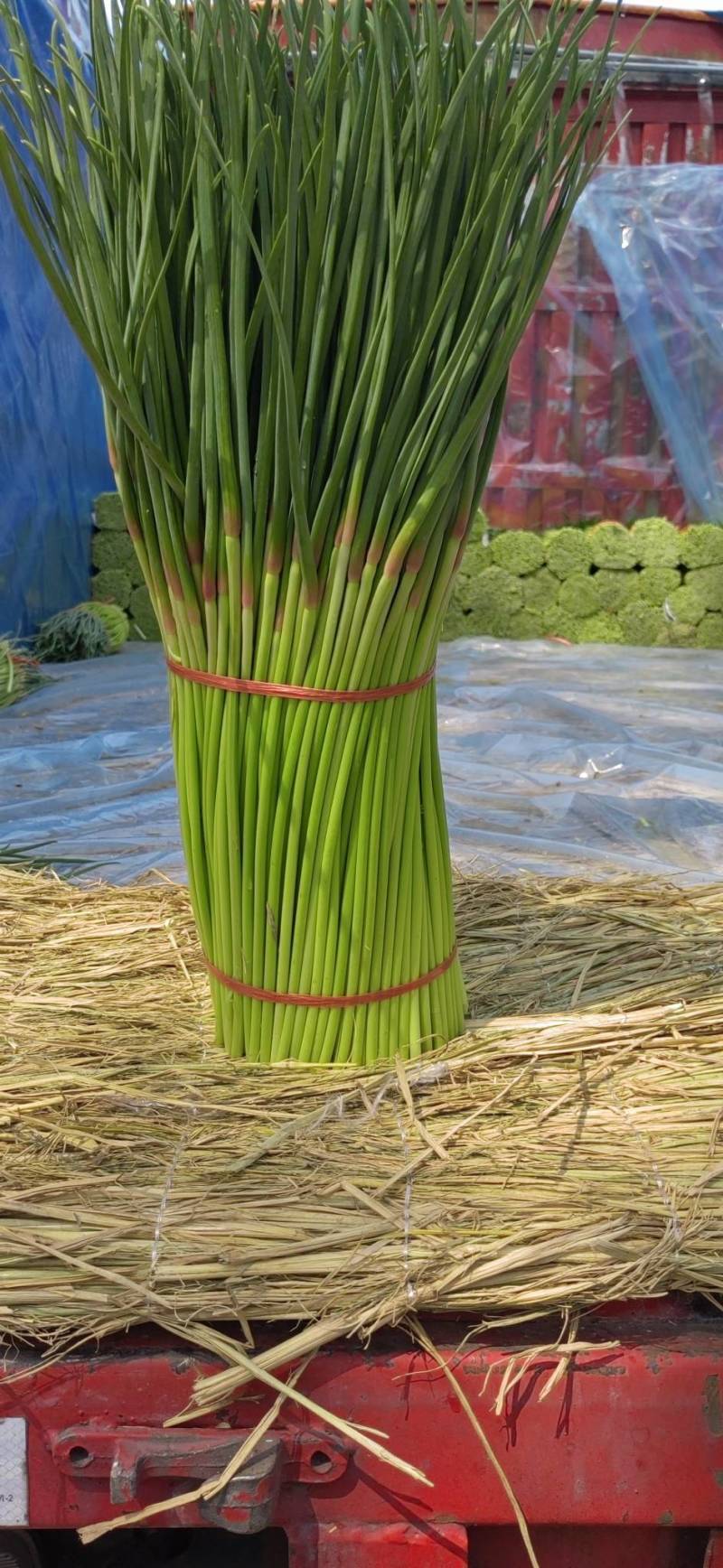 中牟县红帽蒜苔实力代收，供货电商，超市，各大批发市场