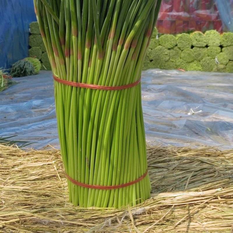 中牟县红帽蒜苔实力代收，供货电商，超市，各大批发市场