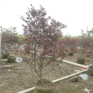 2304基地供应红花檵木60-100cm高袋苗市政