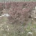 2304基地供应红花檵木60-100cm高袋苗市政
