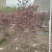 2304基地供应红花檵木60-100cm高袋苗市政