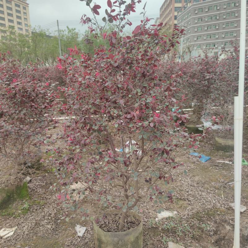 2304基地供应红花檵木60-100cm高袋苗市政