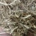 白前，水洗无硫，道地药材，货源充足，支持在线下单