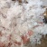 小龙须拉丝雪燕