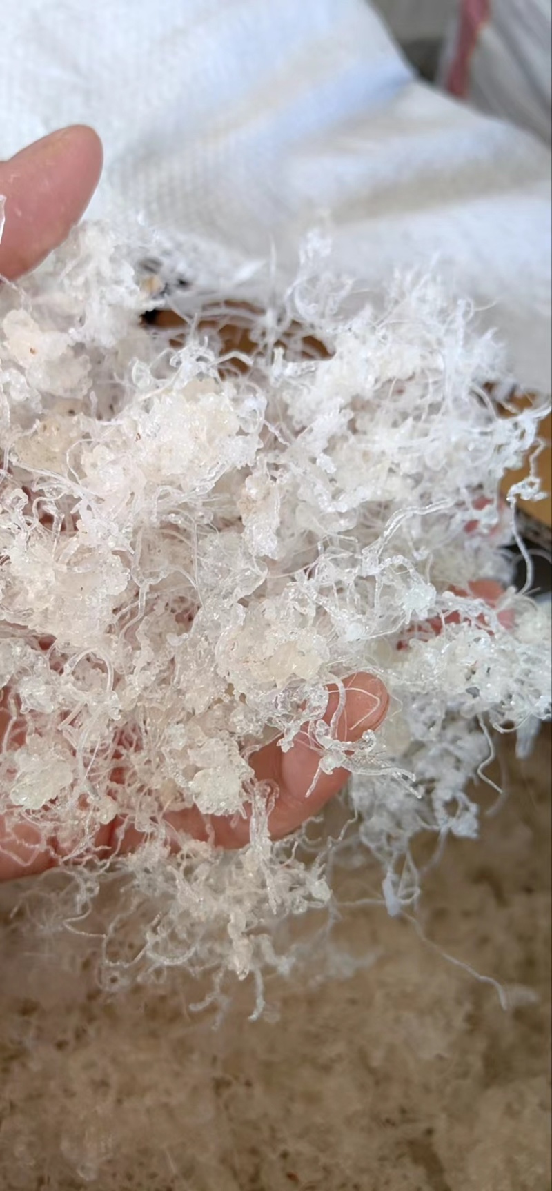 小龙须拉丝雪燕