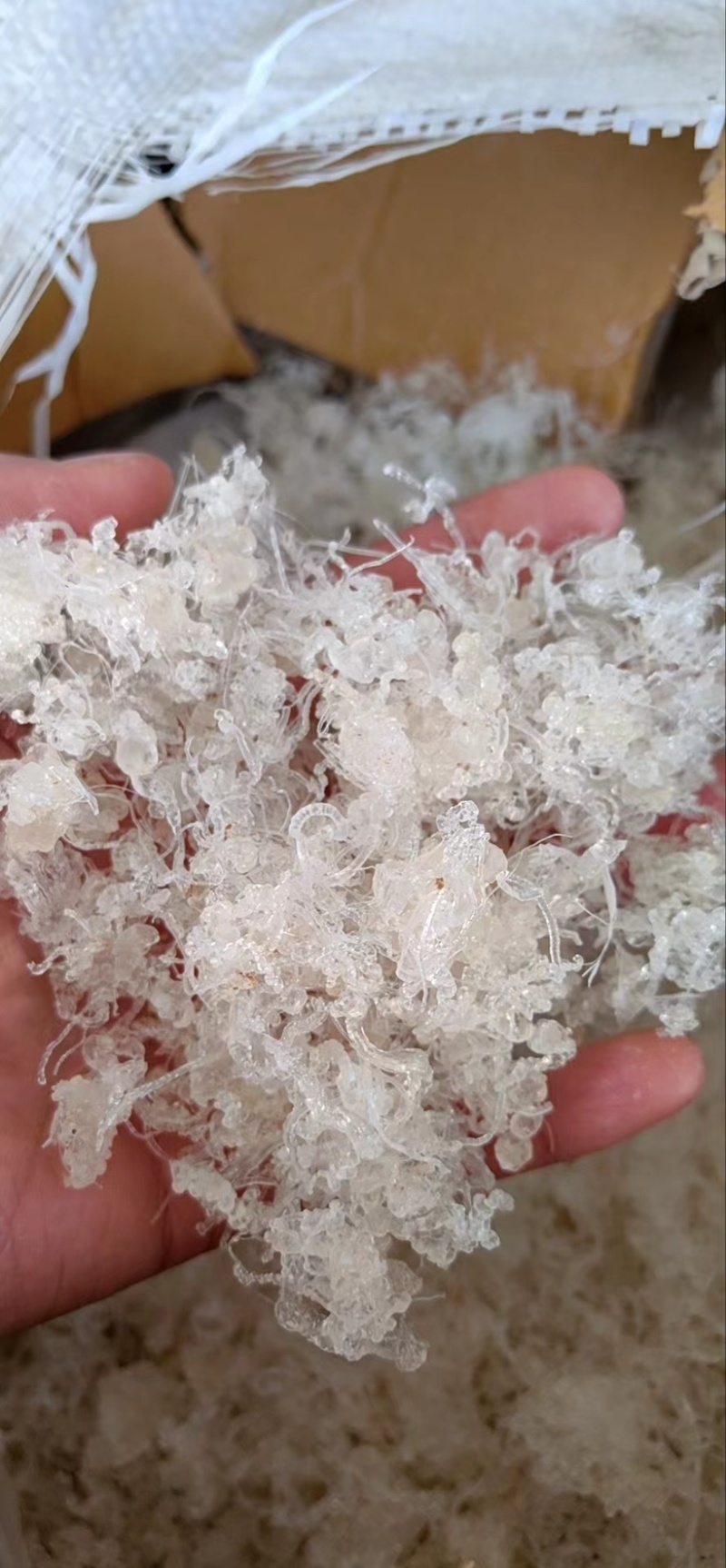 小龙须拉丝雪燕