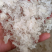 小龙须拉丝雪燕