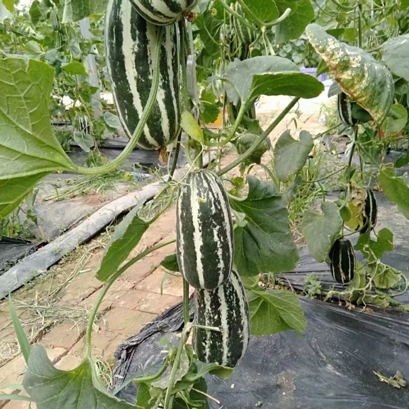 博洋九号甜瓜博阳9砀山万亩基地大量上市了！保证品质
