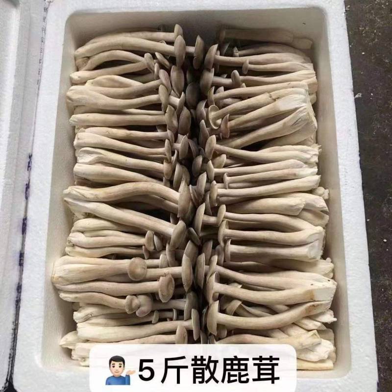 新鲜鹿茸菇，产地直发，质量保障。量大从优，对接全国，欢迎订购