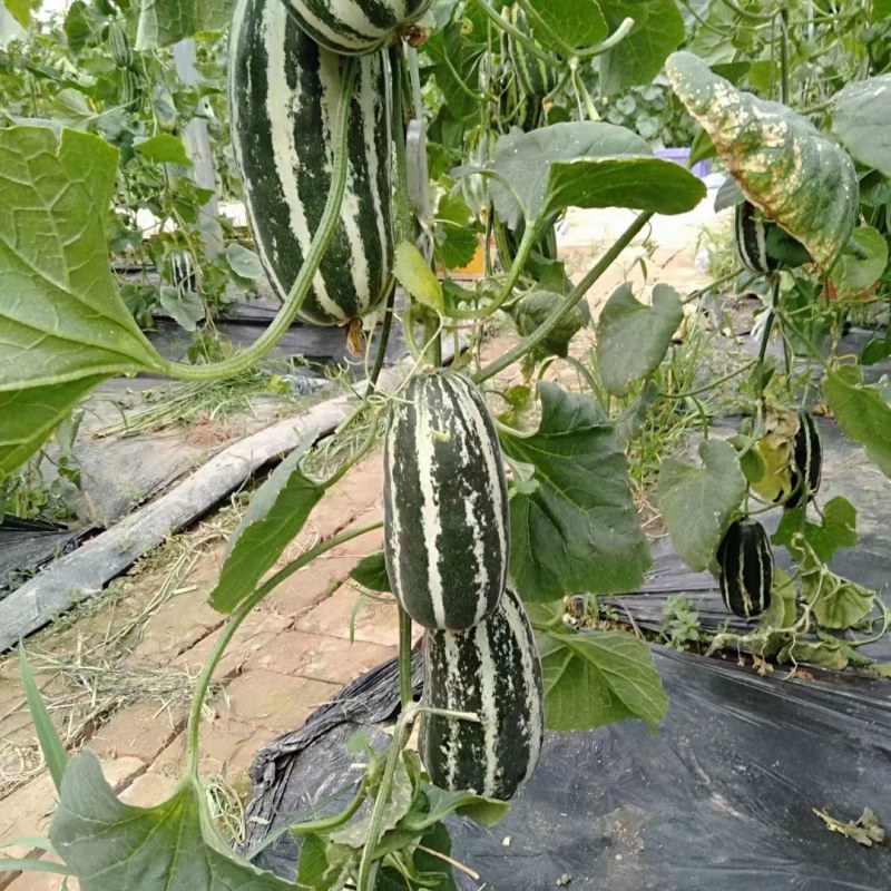 博洋九号甜瓜博阳9砀山万亩基地大量上市了！保证品质