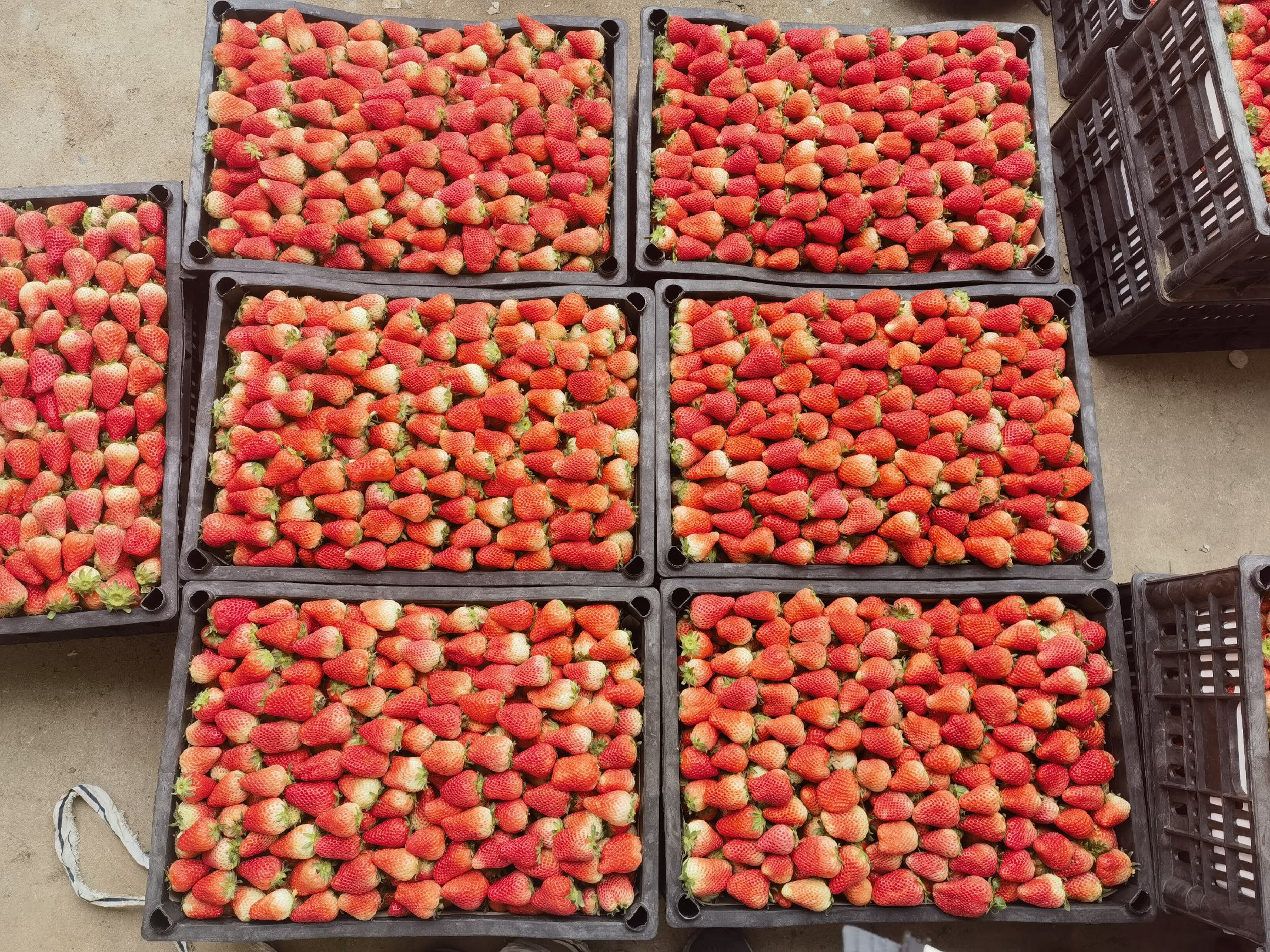 宁玉奶油草莓成熟果实特写