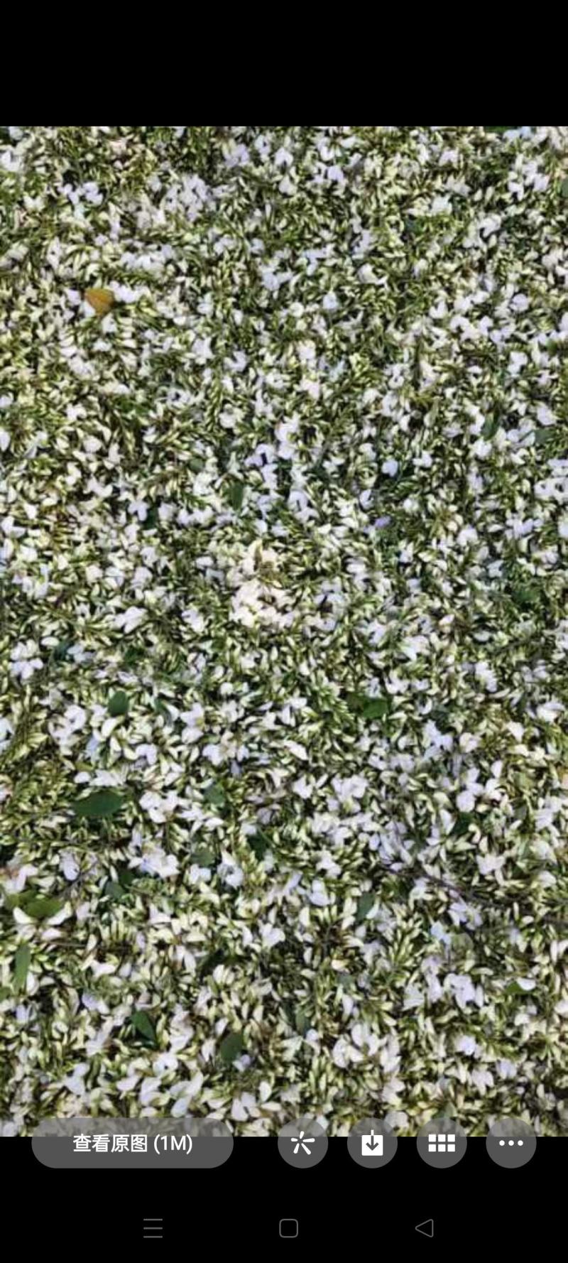 鲜货洋槐花