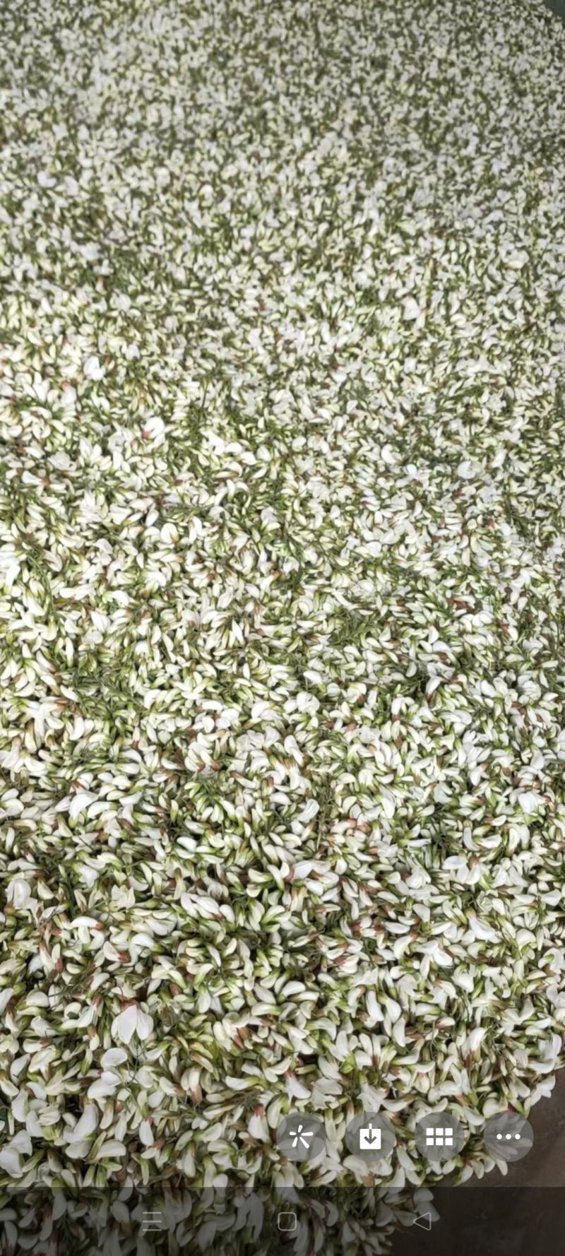 鲜货洋槐花