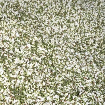 鲜货洋槐花