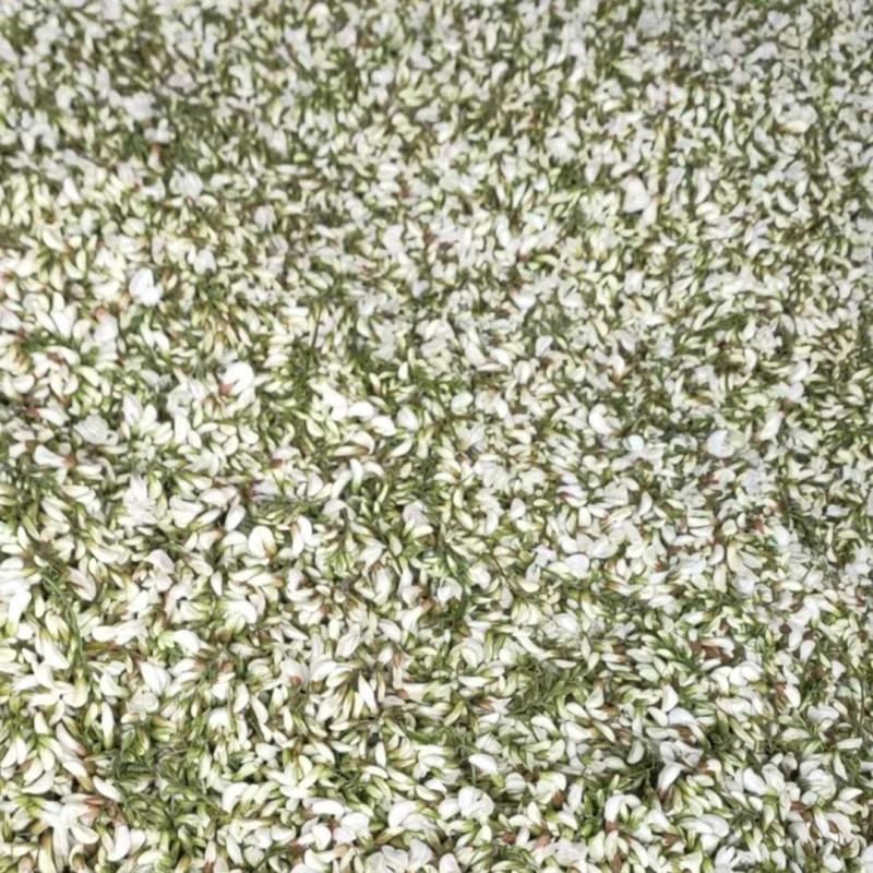 鲜货洋槐花