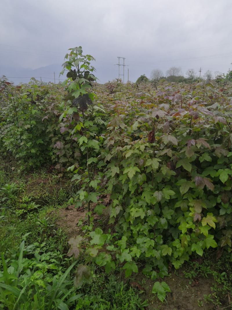 地径0.5以上枫香苗，一年生枫香苗，规格苗，枫香造林苗