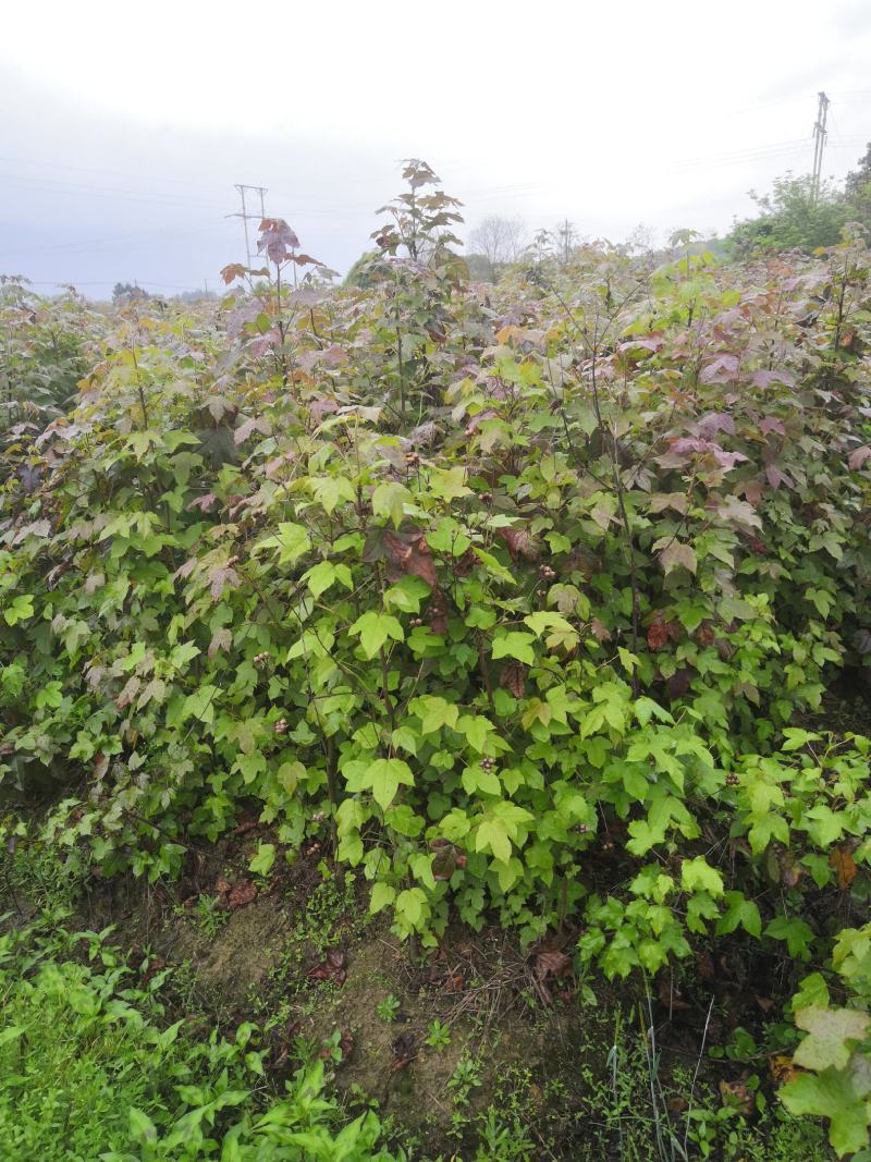 地径0.5以上枫香苗，一年生枫香苗，规格苗，枫香造林苗
