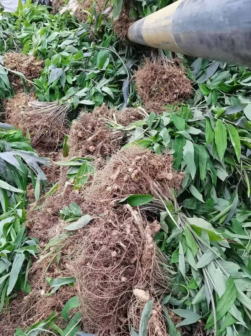 纯正地道湖南多花倒苗黄精，新货上市，欢迎来电咨询订购。