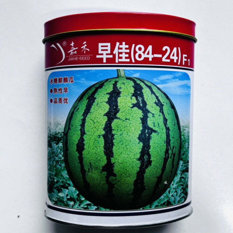 嘉禾美都西瓜种子杂交一代红瓤品种