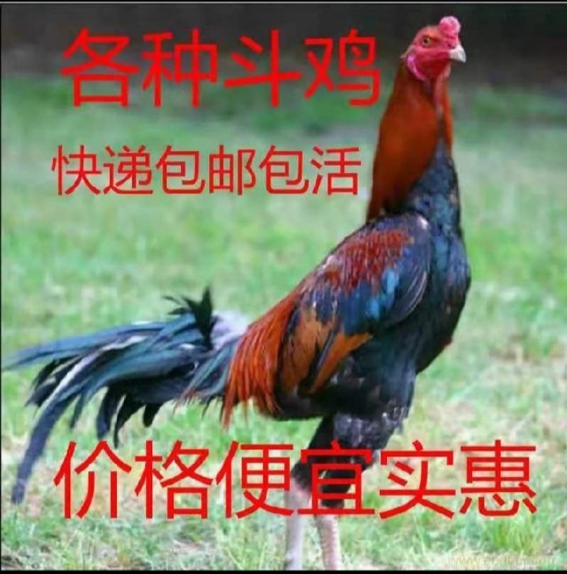 脱温斗鸡3至5两左右的价格美丽诚信合作欢迎来电咨询