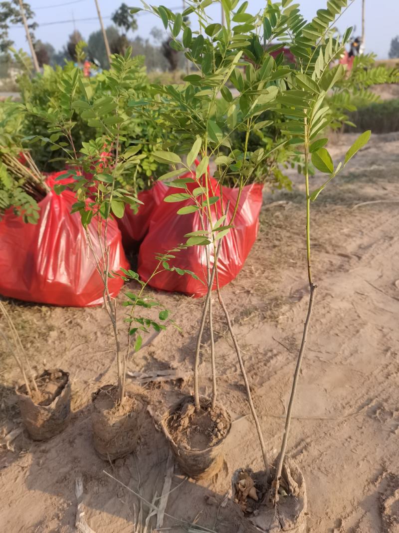 紫穗槐杯苗紫穗槐容器苗紫穗槐保成活紫穗槐工程用苗