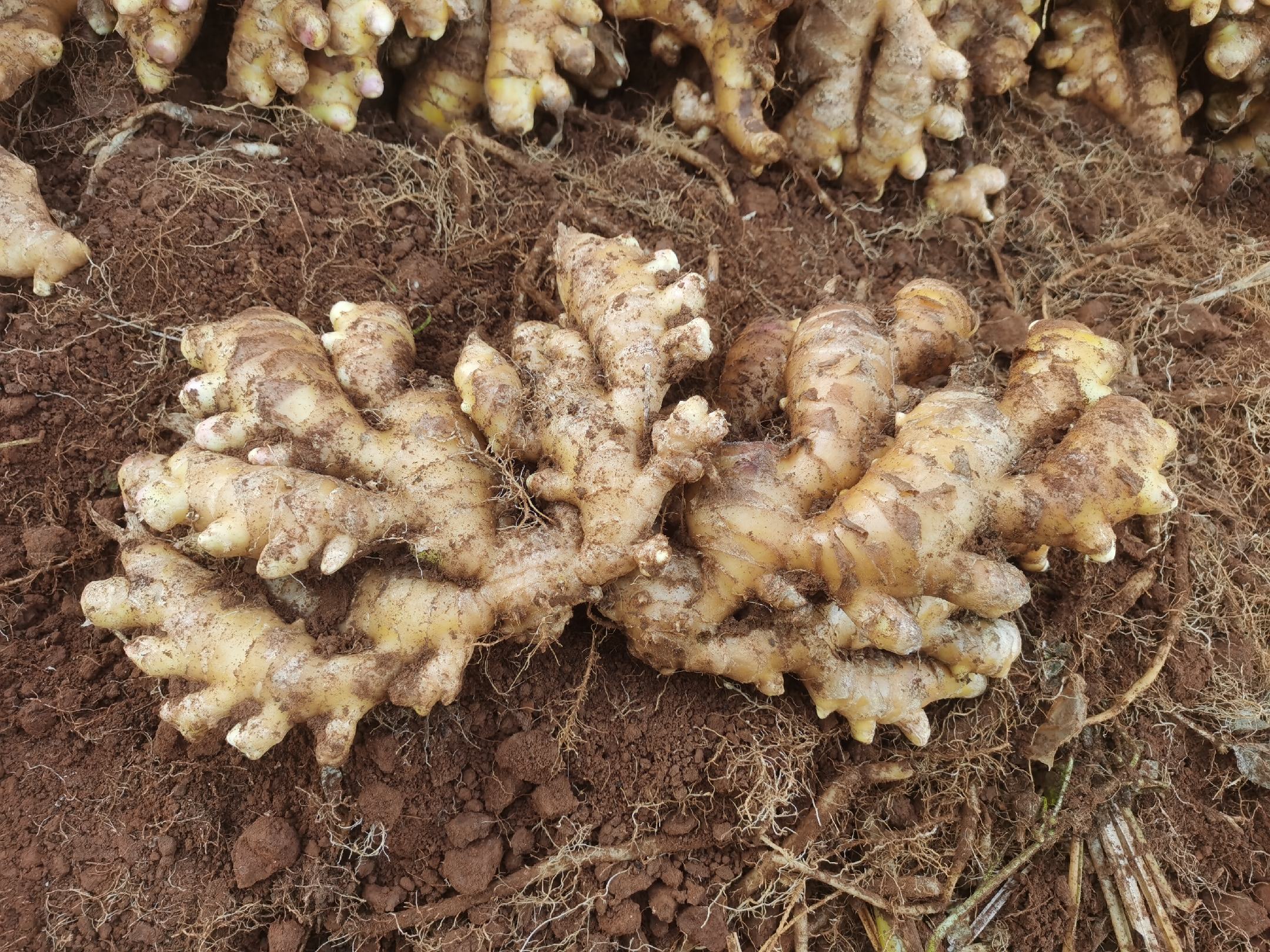 展示新鲜生姜根须的细节特写,突出其纤细的结构和自然色泽 生姜根须特写