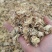 药用菊花菊花亳菊花实图拍照优质正品保证质量无理由退货退款