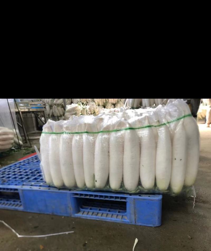 🅰湖北白萝卜产地直发物美价廉量大从优质量三包