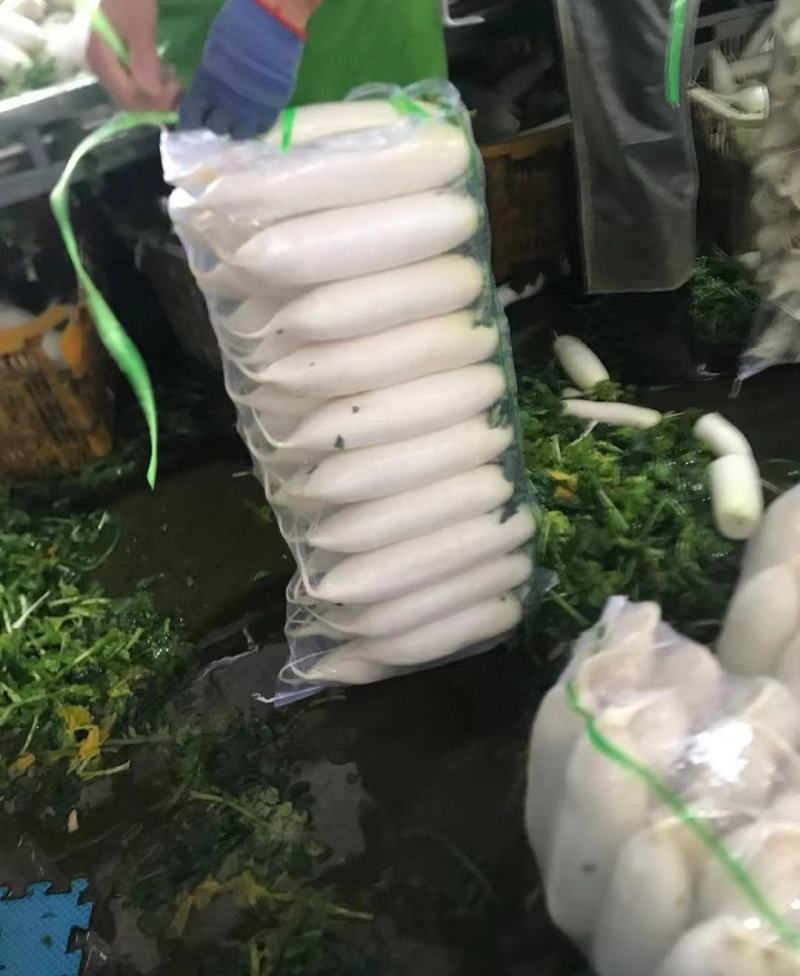 🅰湖北白萝卜产地直发物美价廉量大从优质量三包