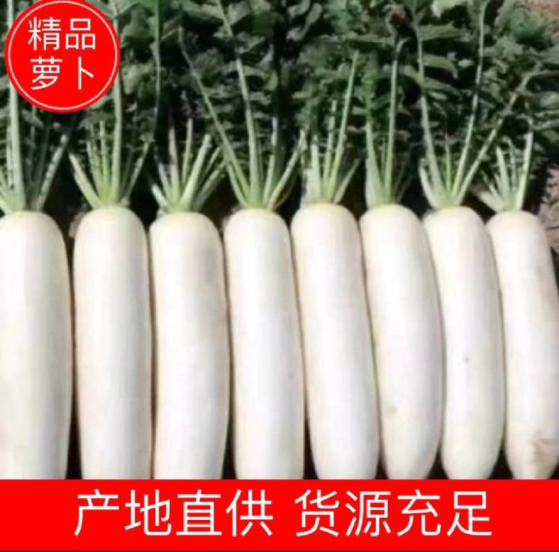 🅰湖北白萝卜产地直发物美价廉量大从优质量三包