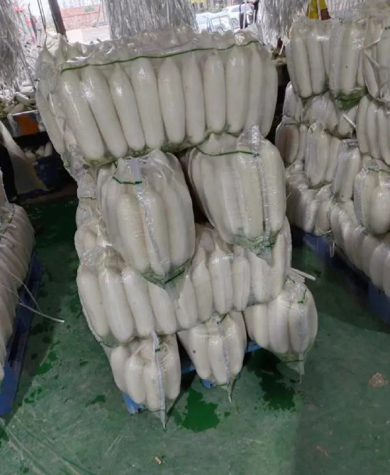 🅰湖北白萝卜产地直发物美价廉量大从优质量三包