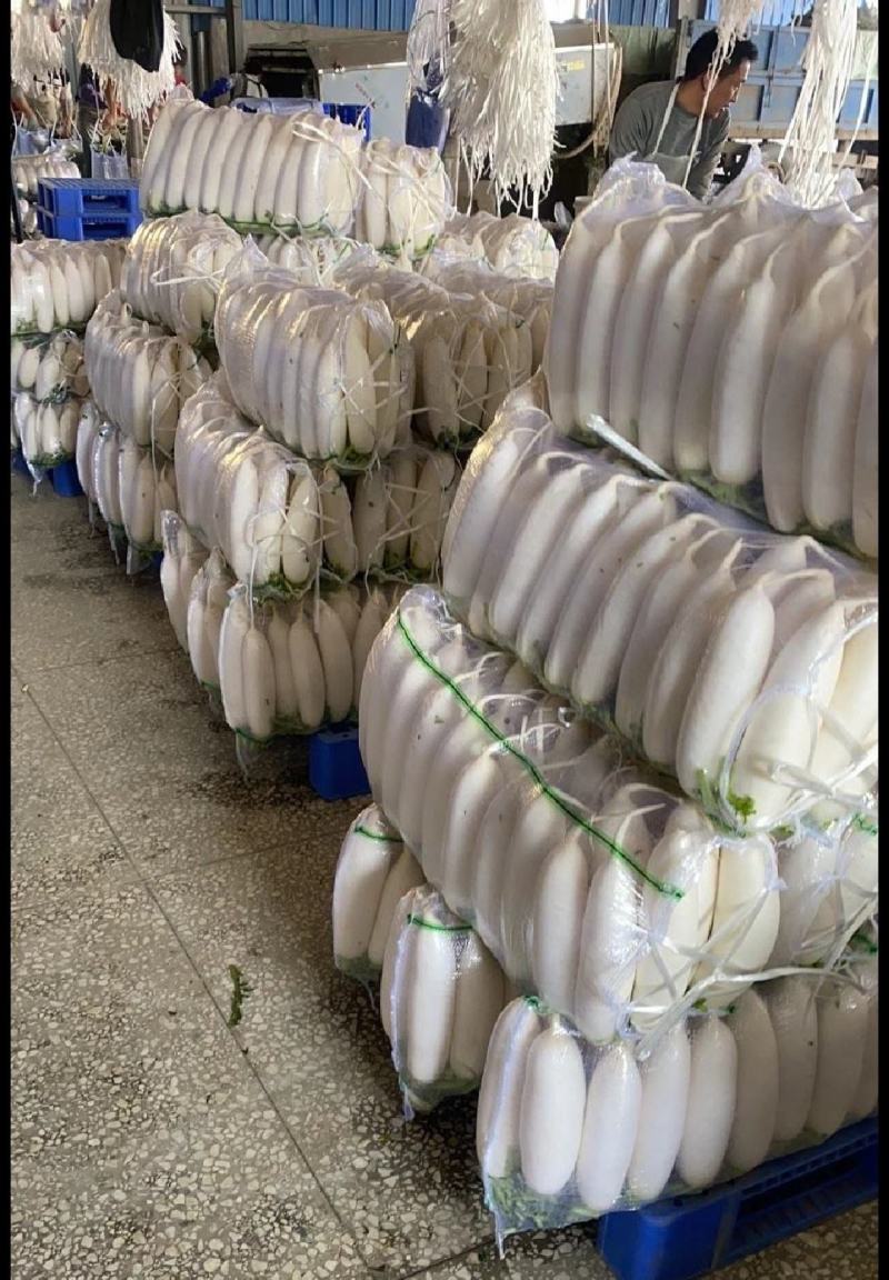 🅰湖北白萝卜产地直发物美价廉量大从优质量三包