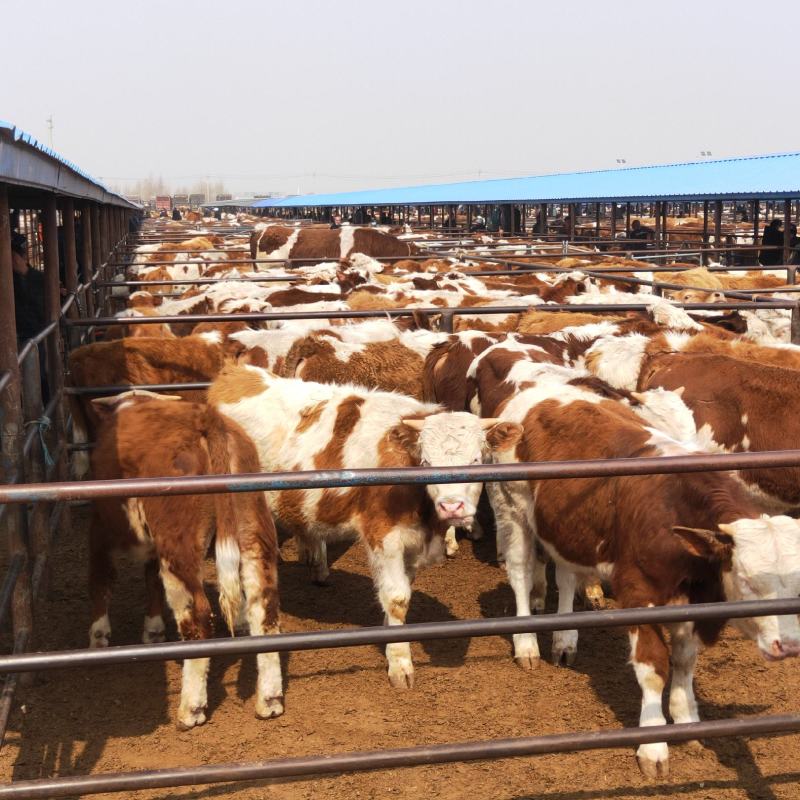 广西肉牛犊，小牛犊，西门塔尔牛500斤公牛，活牛，包技术