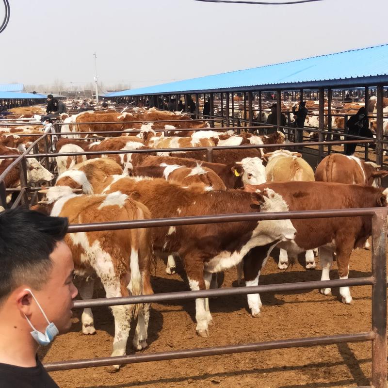 广西肉牛犊，小牛犊，西门塔尔牛500斤公牛，活牛，包技术